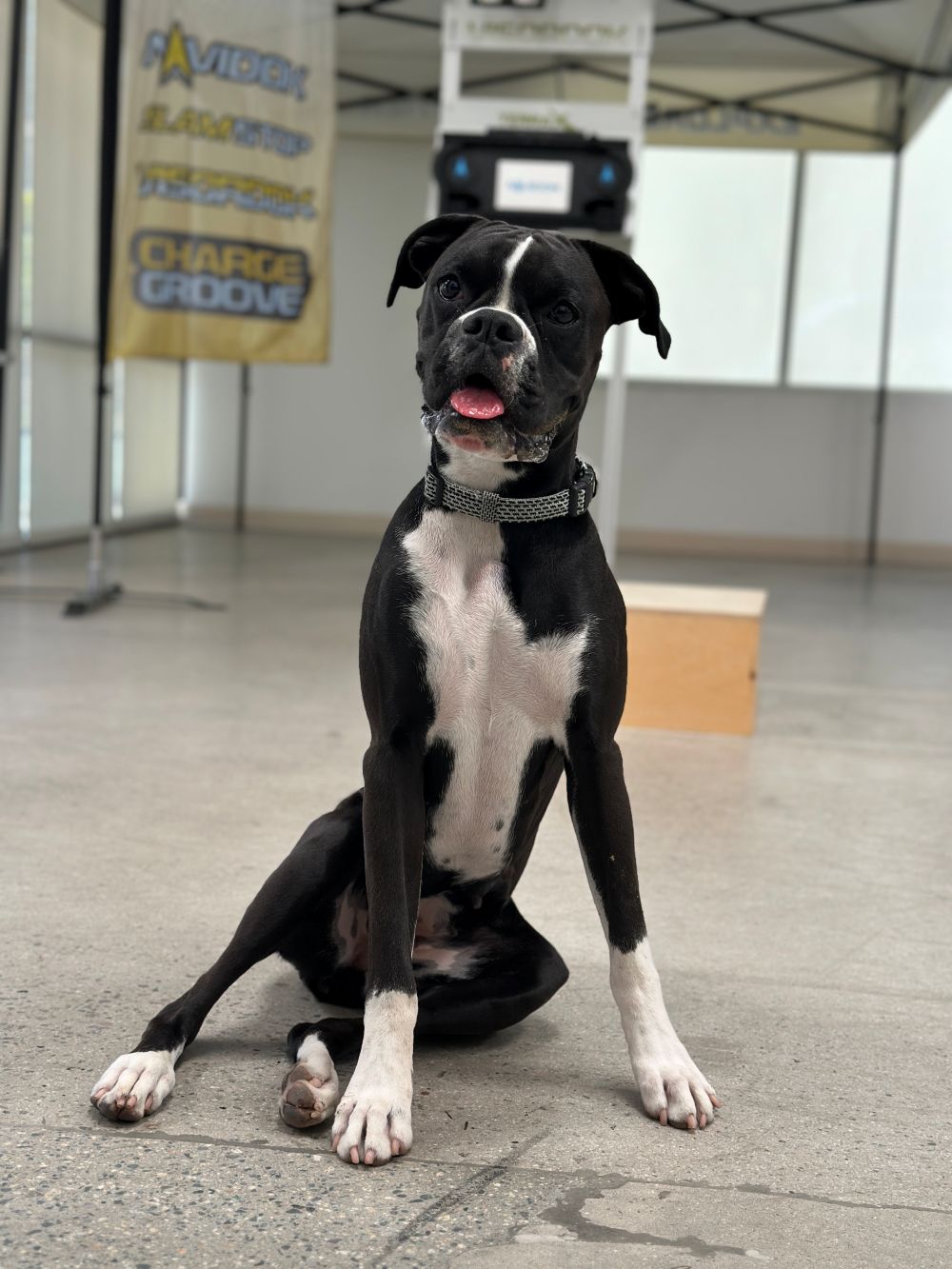 Bliss, the energetic Boxer dog and official shop pup, keeping the Terra X team company in the shop.